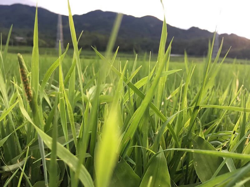 夏令營